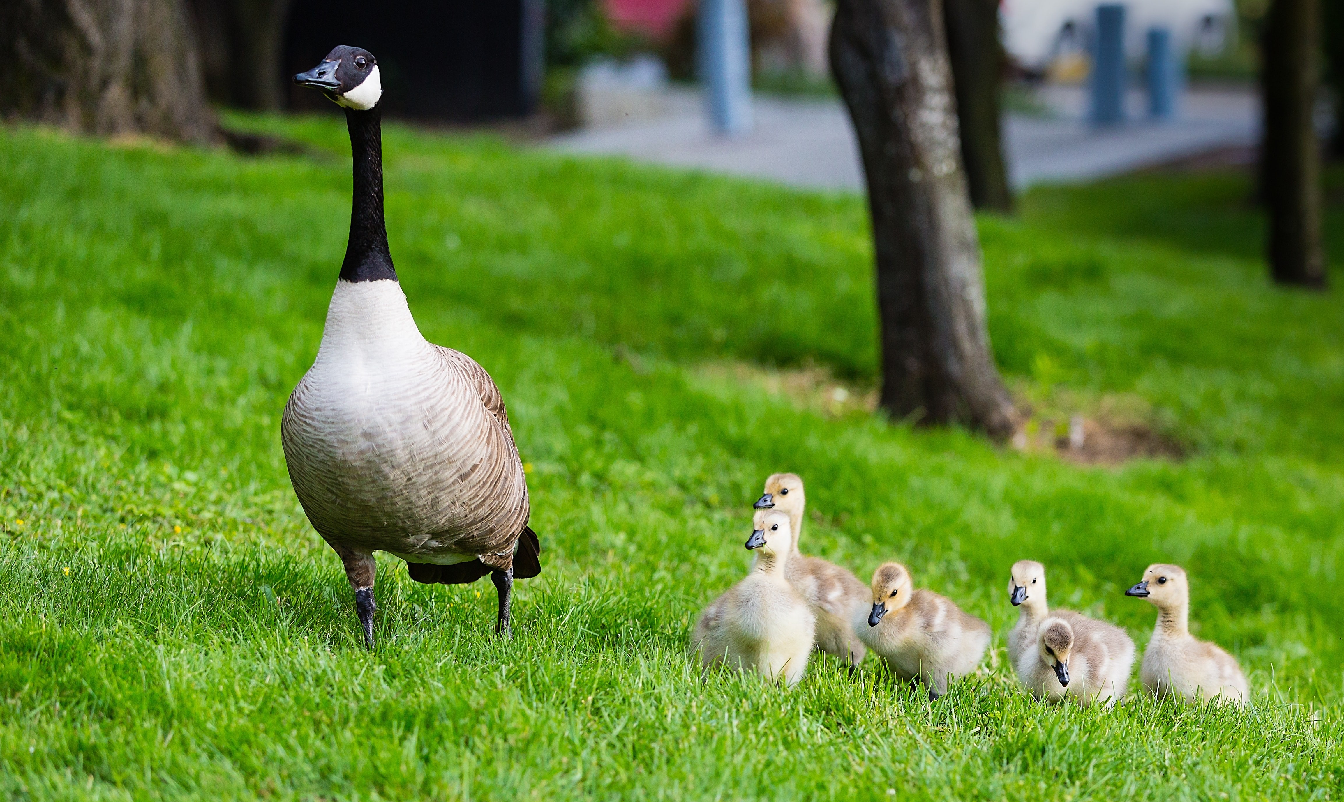 Goose Family Canada