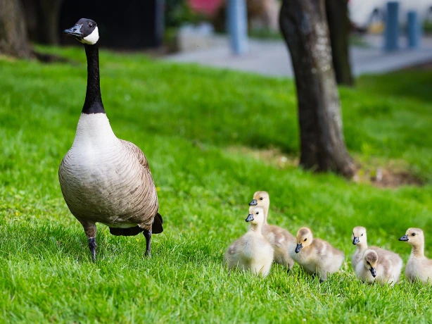 Goose Family Canada