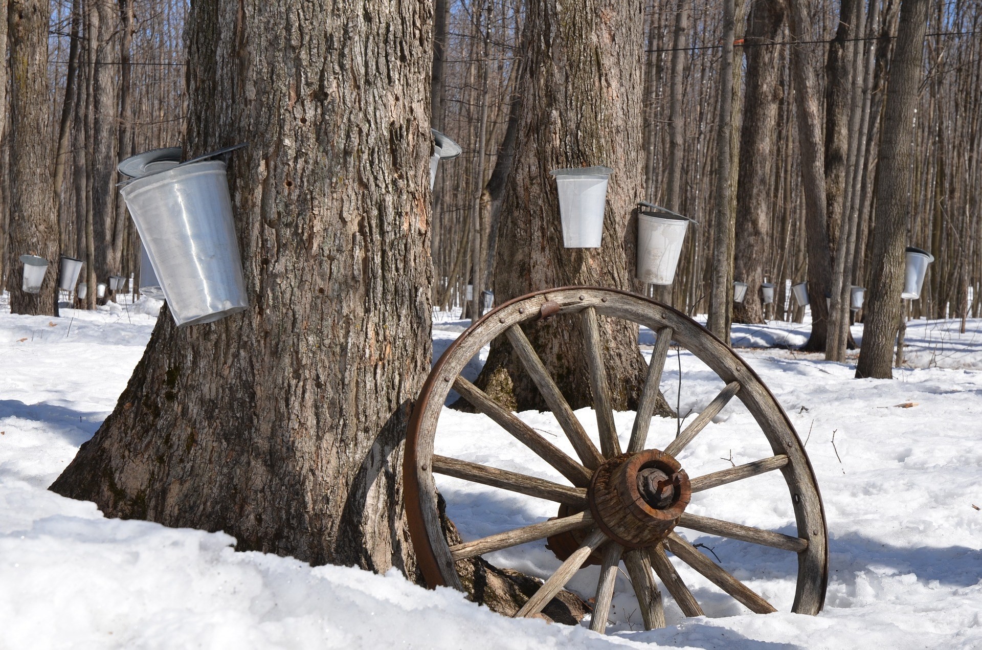 Maple syrup production