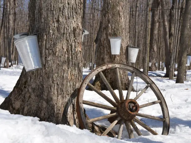 Maple syrup production