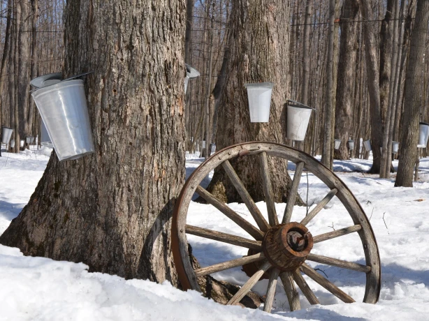 Maple syrup production