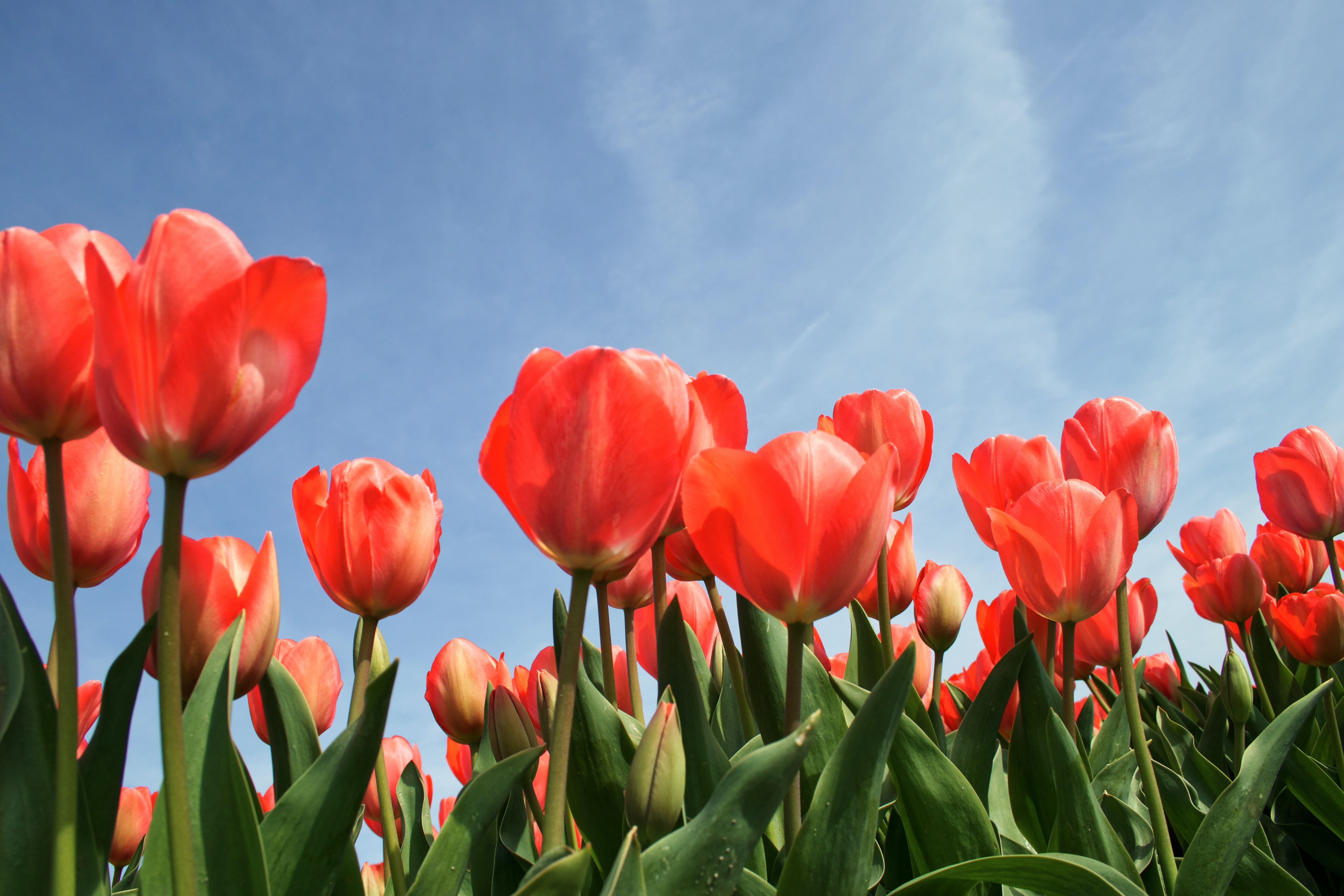 canada-tulips-spring-flowers