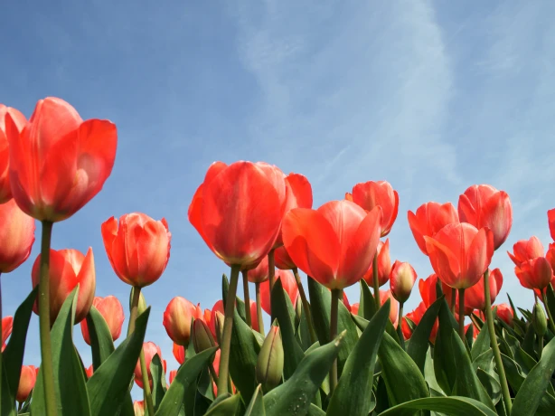 canada-tulips-spring-flowers