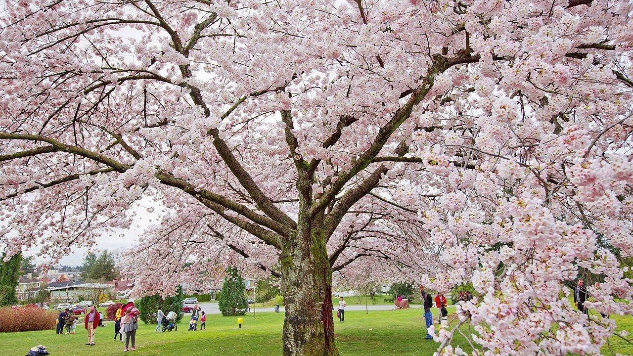 canada-vancouver-cherry-blossoms-british-columbia-park
