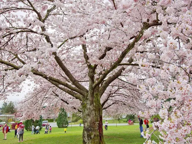 canada-vancouver-cherry-blossoms-british-columbia-park
