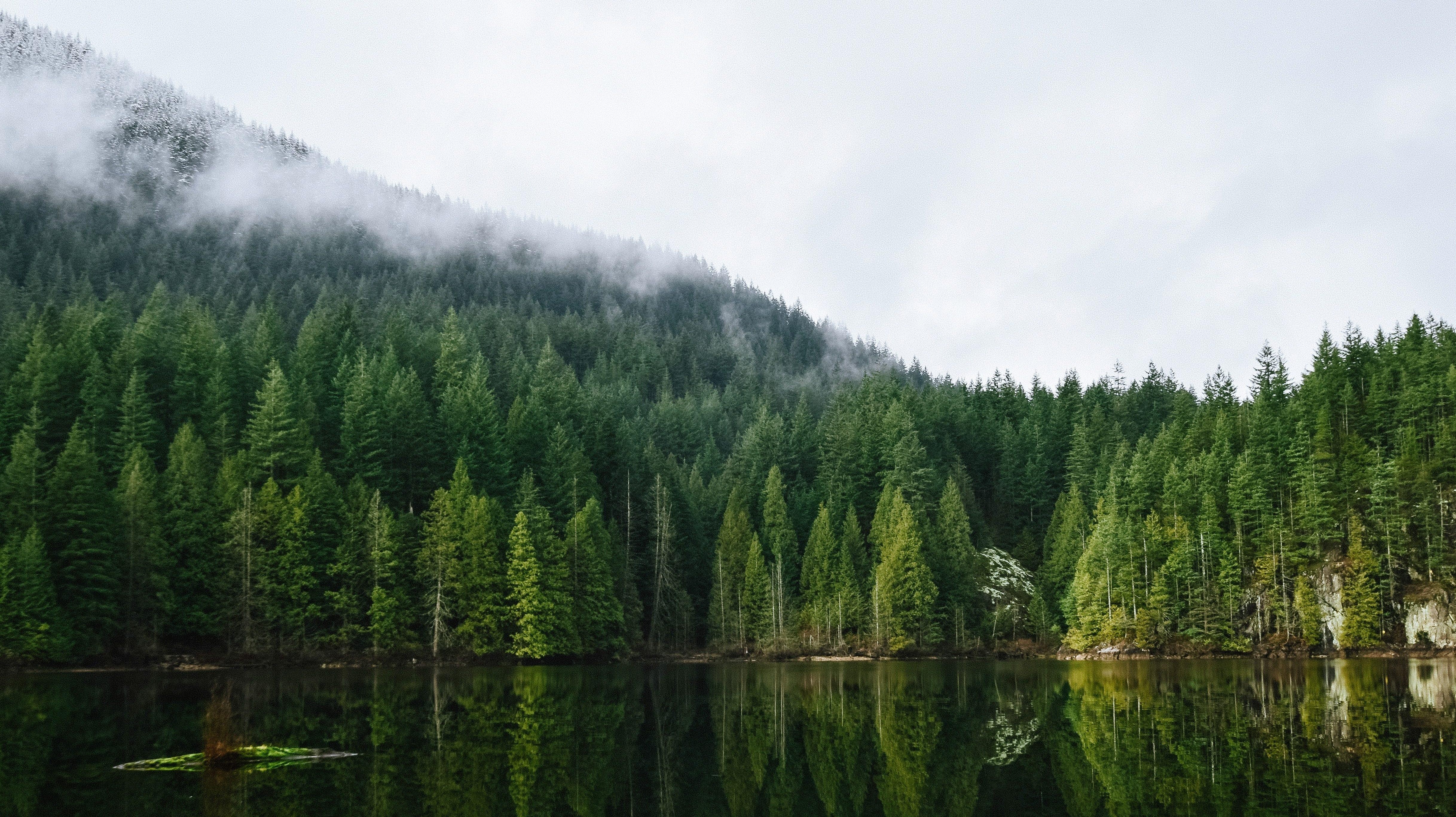 Kanada See und Bäume