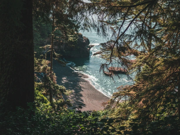 From the forest you look out over a small beach along the coastline of Vancouver Island in Canada