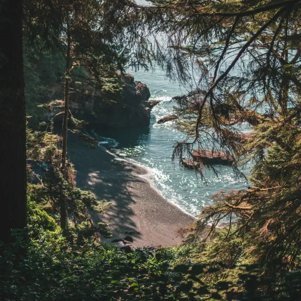 From the forest you look out over a small beach along the coastline of Vancouver Island in Canada