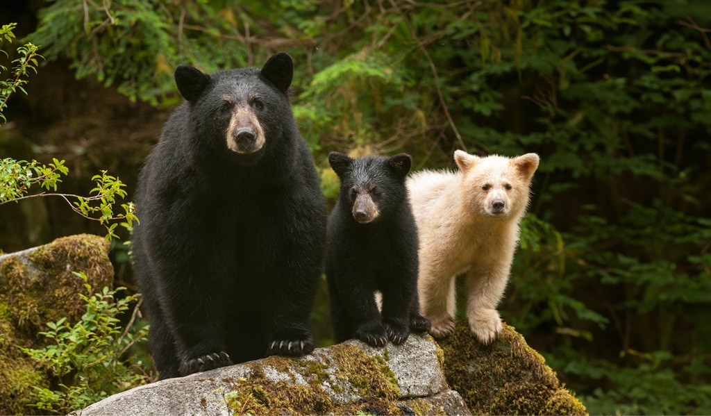 Eine Schwarzbärenmutter und zwei Jungtiere stehen auf einem Felsen im Great Bear Rainforest in Kanada.