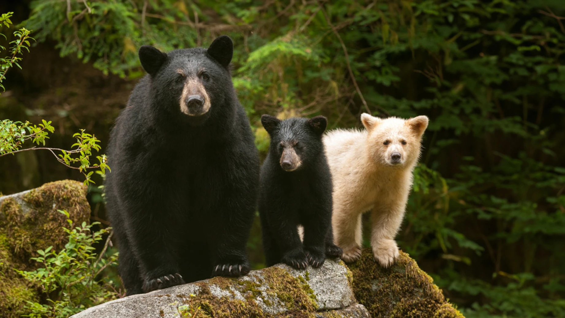 Eine Schwarzbärenmutter und zwei Jungtiere stehen auf einem Felsen im Great Bear Rainforest in Kanada.