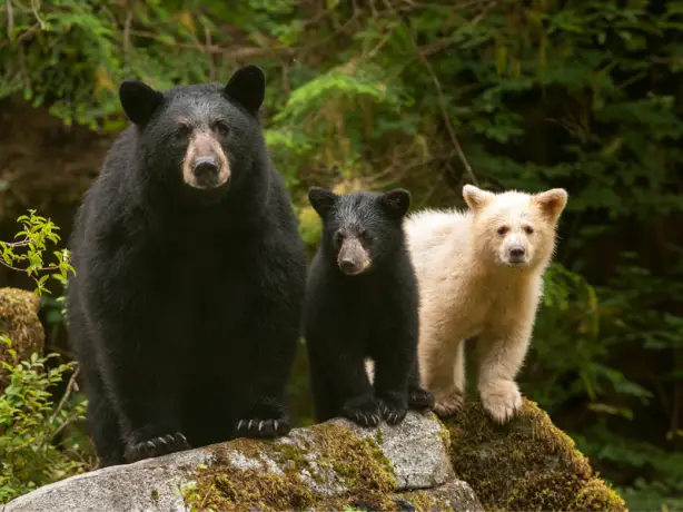 A mother black bear and two cubs stand on a rock in the Great Bear Rainforest in Canada