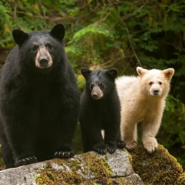Eine Schwarzbärenmutter und zwei Jungtiere stehen auf einem Felsen im Great Bear Rainforest in Kanada.