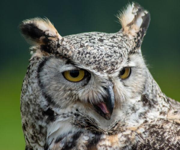 Can owl grey horned owl grouse mountain vancouver