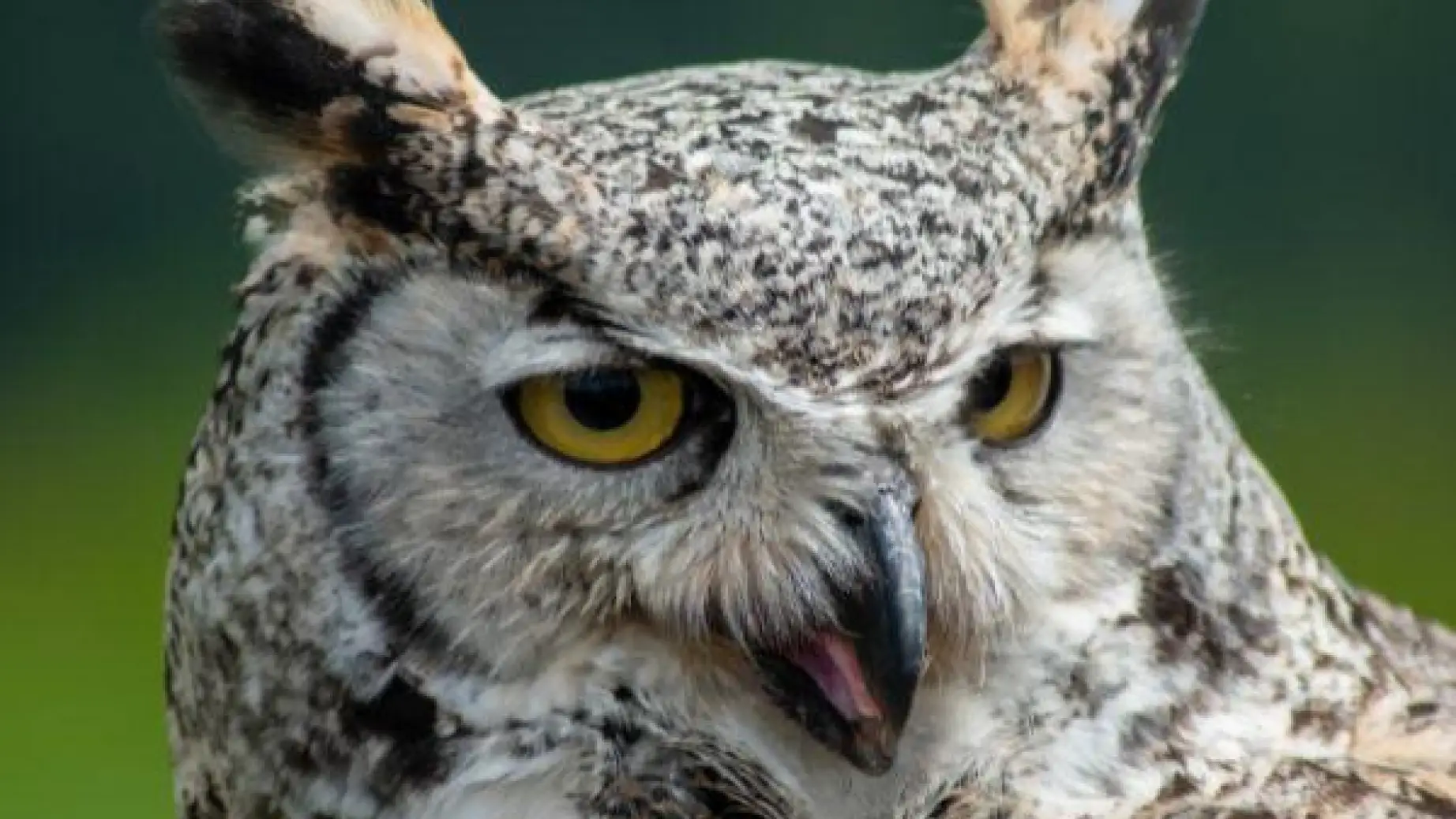 Can owl grey horned owl grouse mountain vancouver