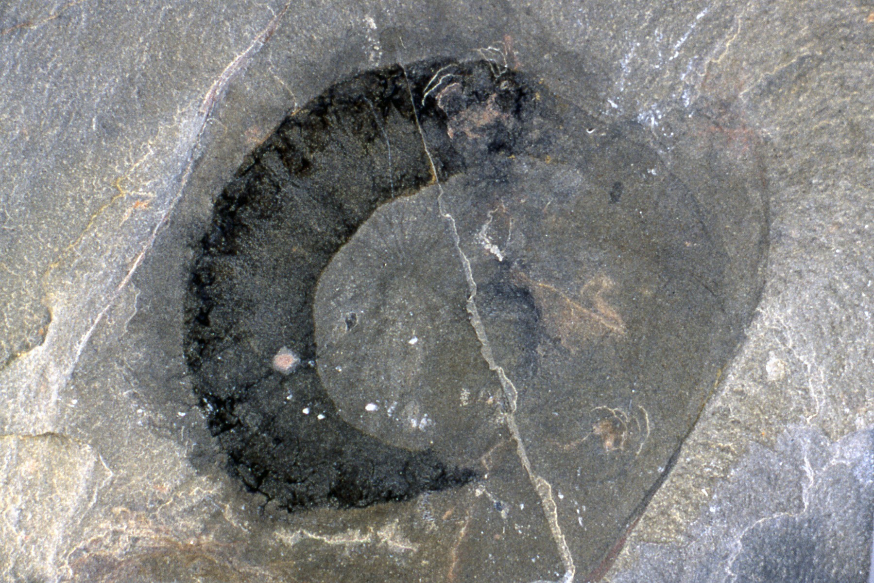Canada yoho national park burgess shale dinosaur
