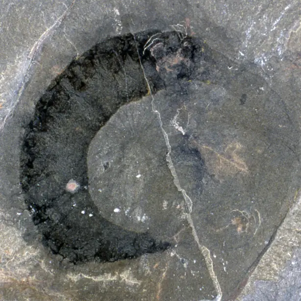 Canada yoho national park burgess shale dinosaur
