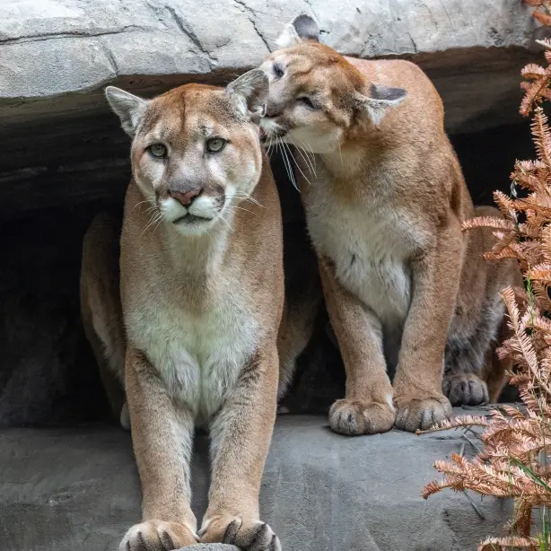 Canada calgary zoo cougars