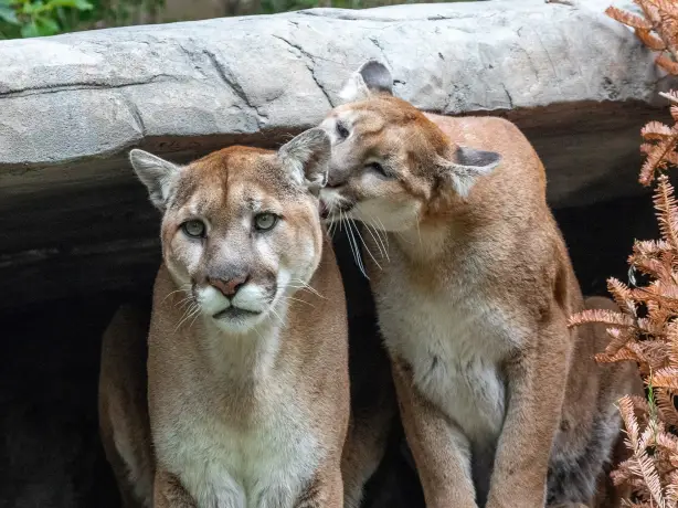Canada calgary zoo cougars
