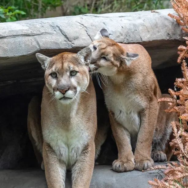 Twee poema's in de dierentuin van Calgary