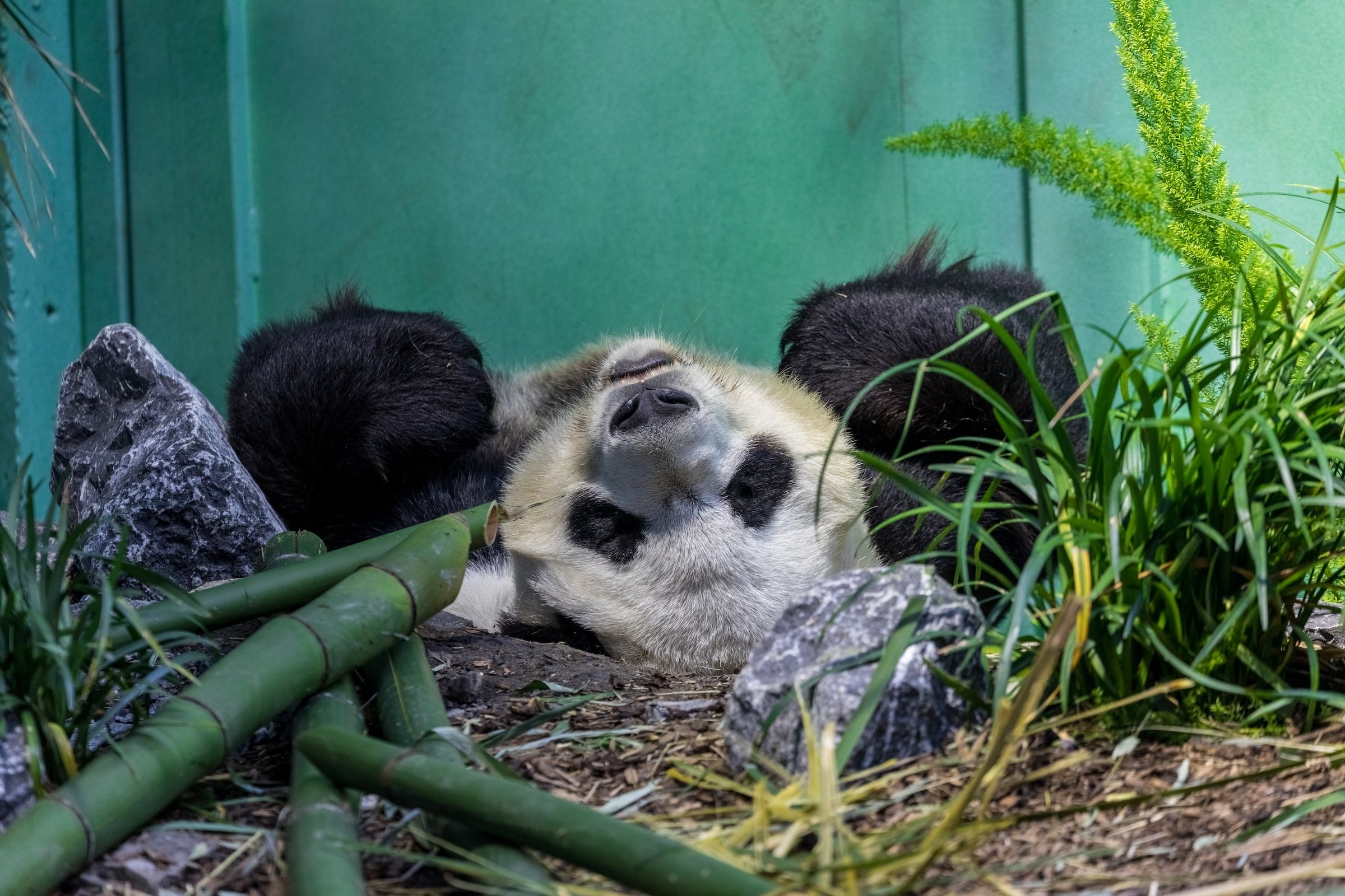 Canada calgary zoo panda