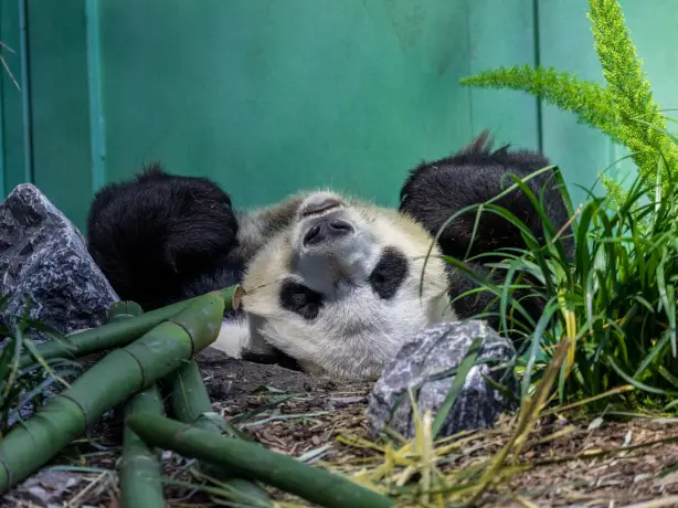 Canada calgary zoo panda