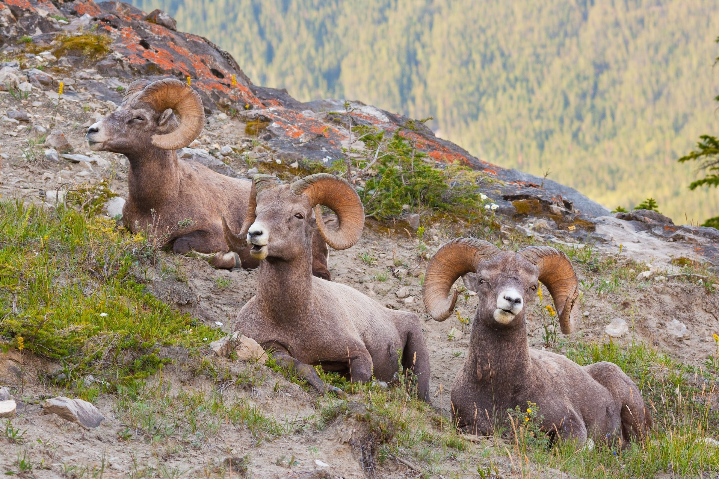 Canada jasper national park wildlife mountain