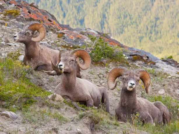 Canada jasper national park wildlife mountain