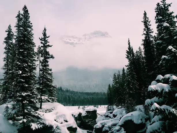 Schneebedeckte Felsen mit Tannen und nebligem Berg im Hintergrund