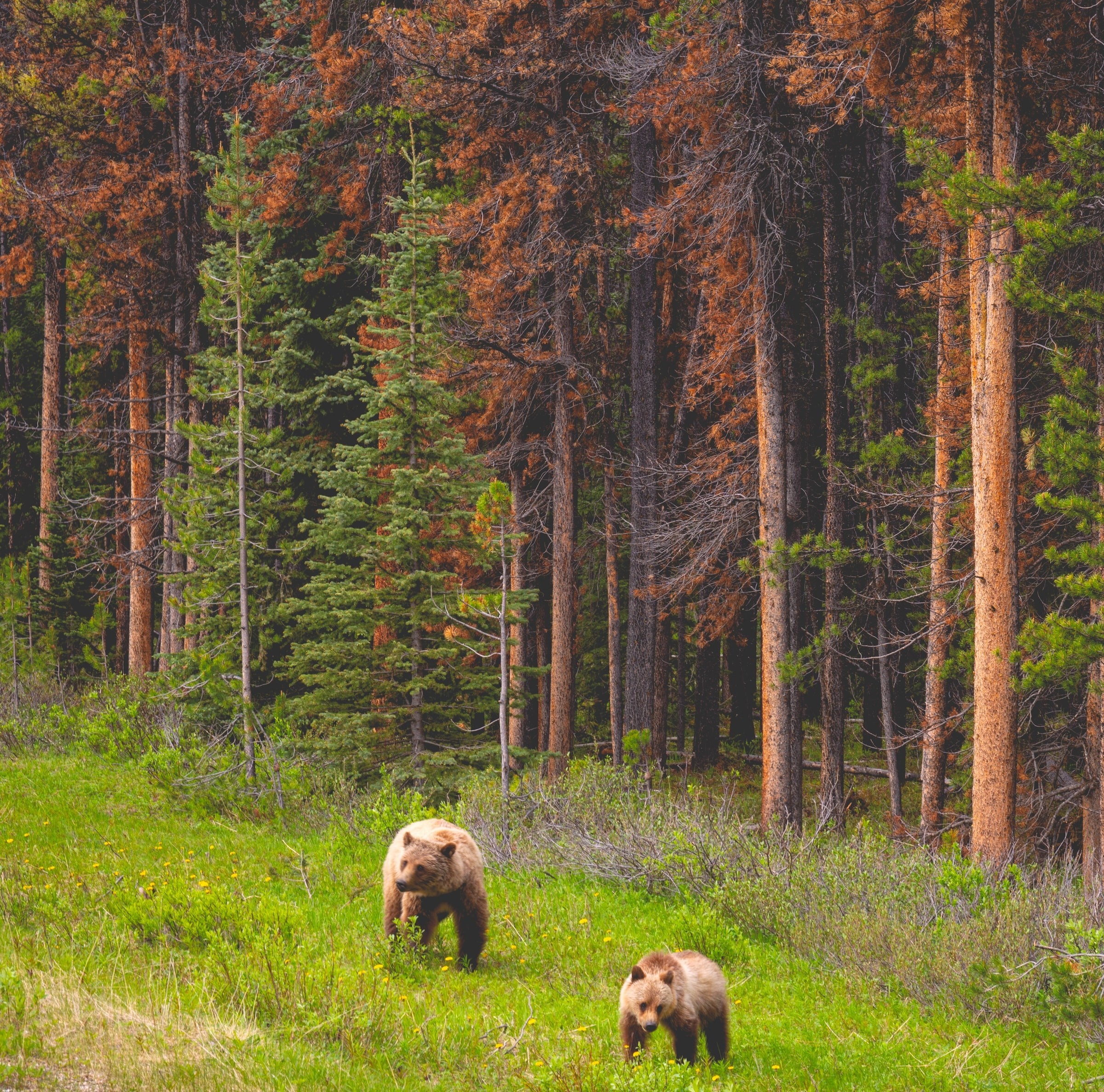 Canada jasper national park Maligne Lake bears