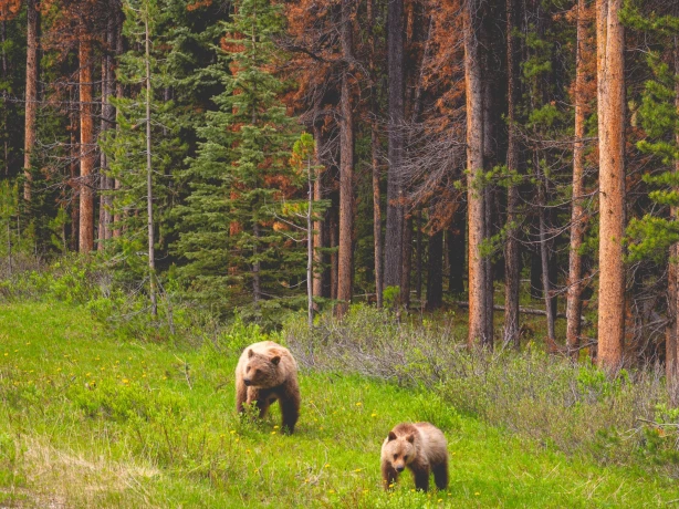 Canada jasper national park Maligne Lake bears