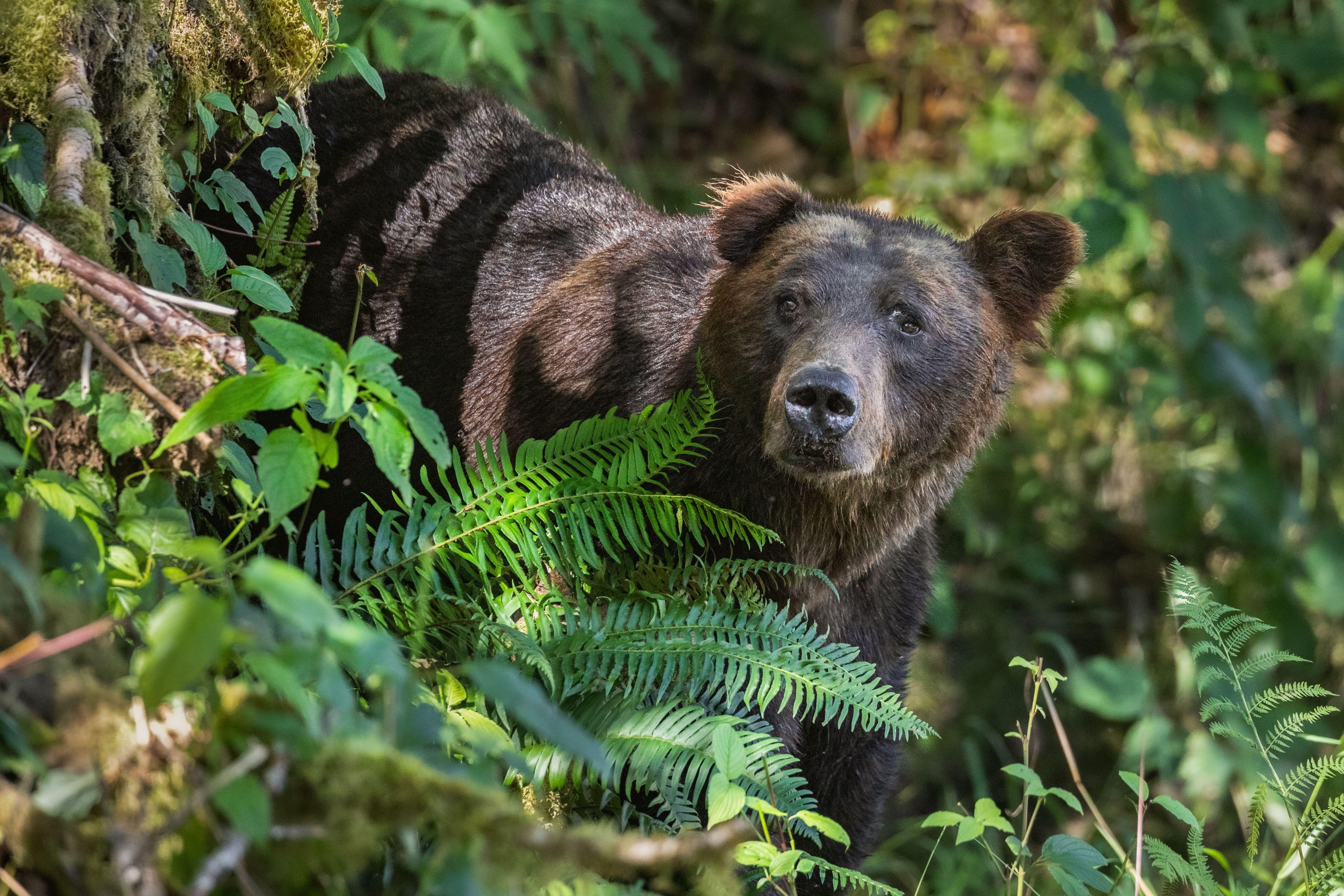 Grizzly bear places canada coast mountains