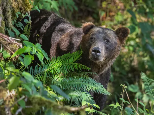 Grizzly bear places canada coast mountains