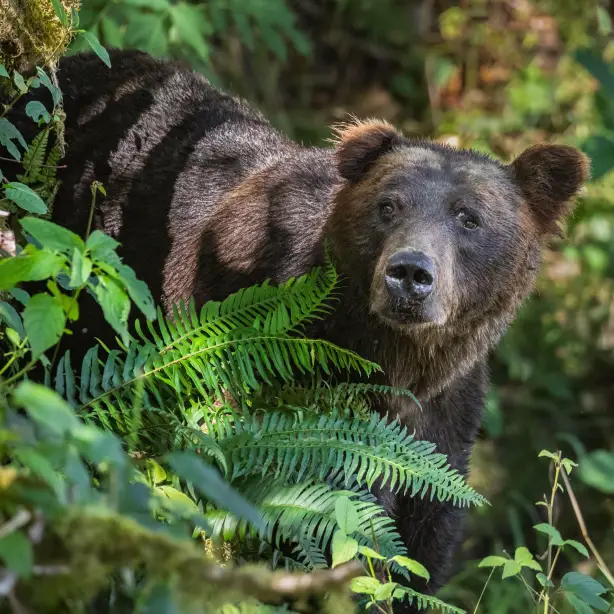 Grizzly bear places canada coast mountains