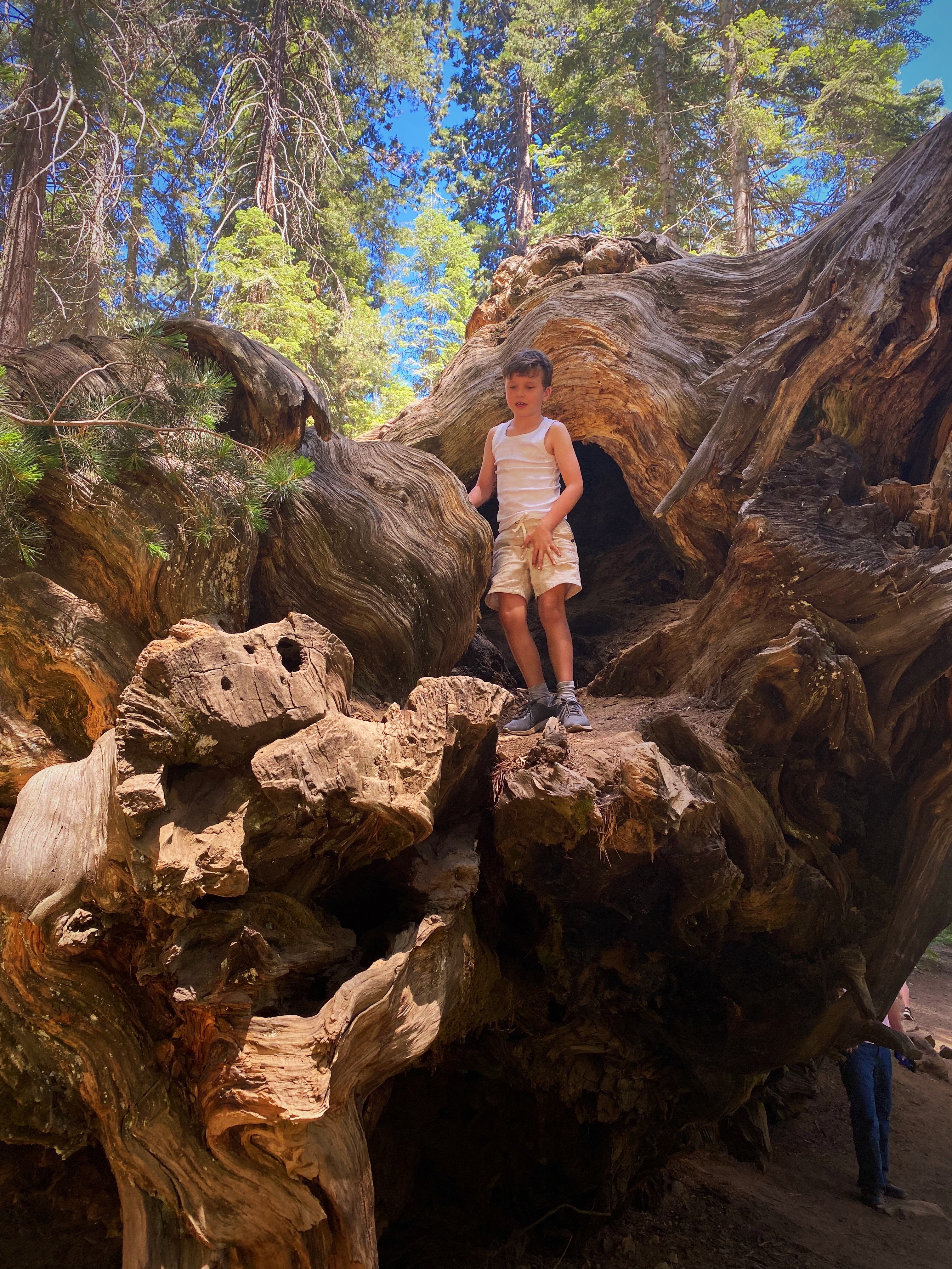 Lester family Nate on tree in Sequoia