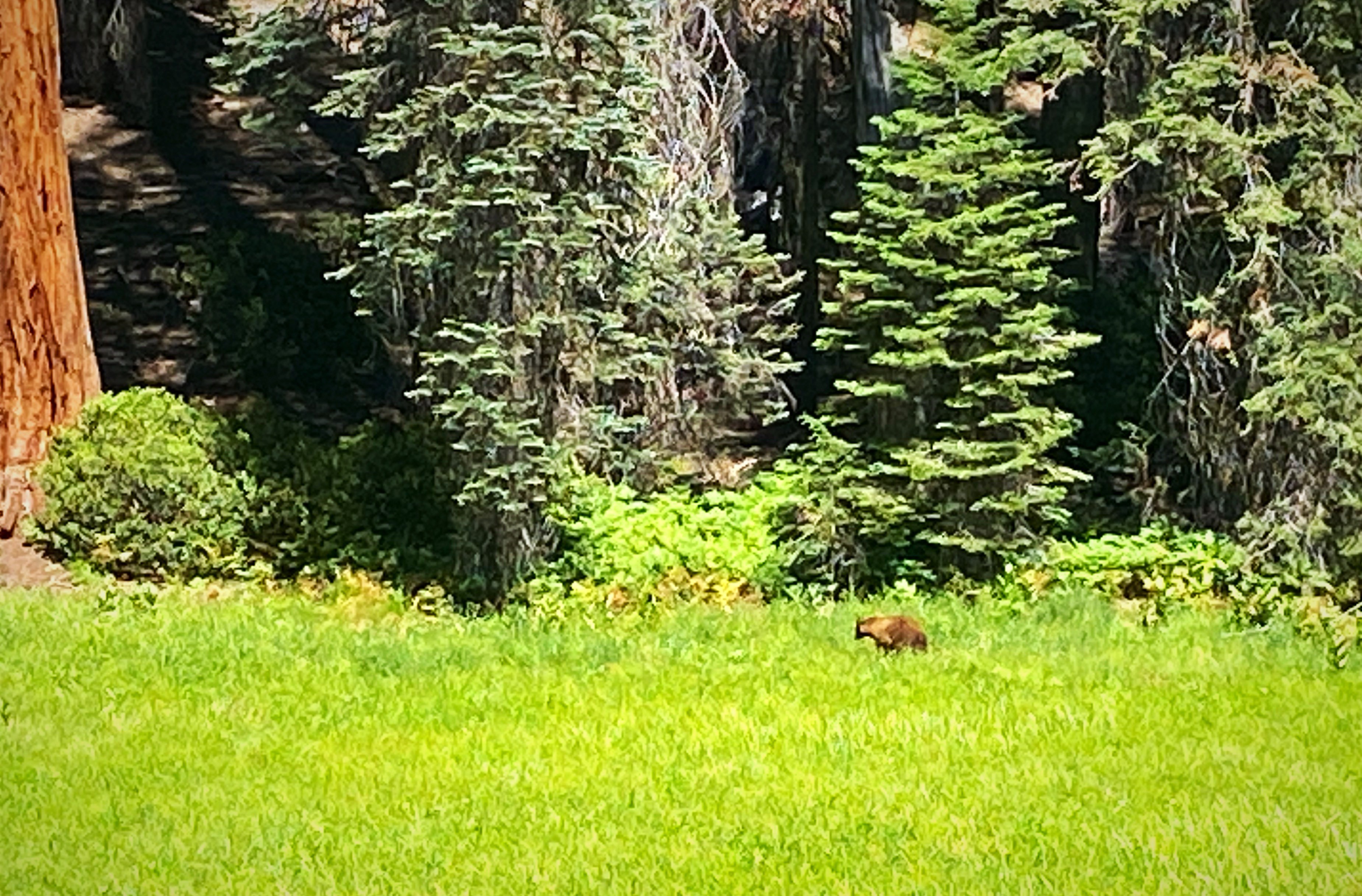 Lester family Bears in Sequoia