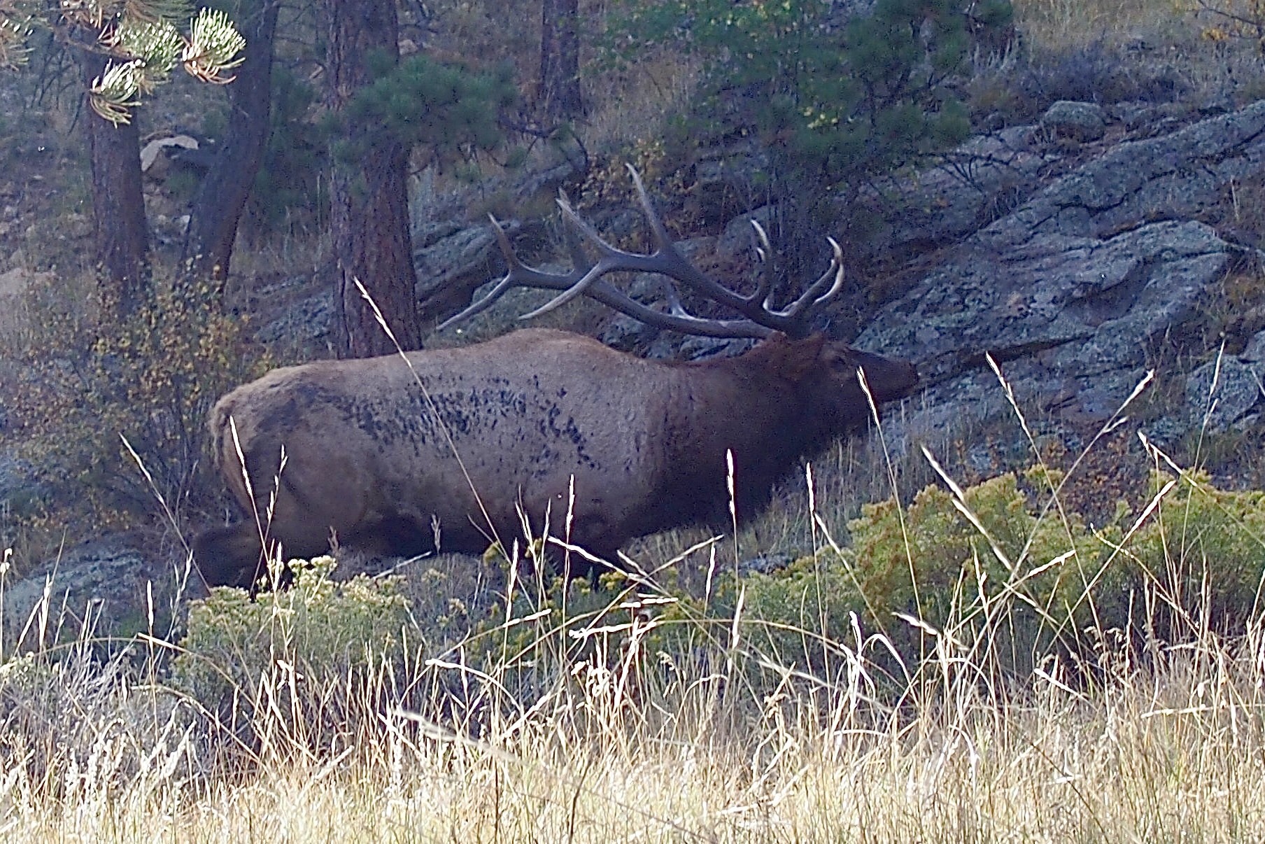 Elizabeth & John Bezzant elk