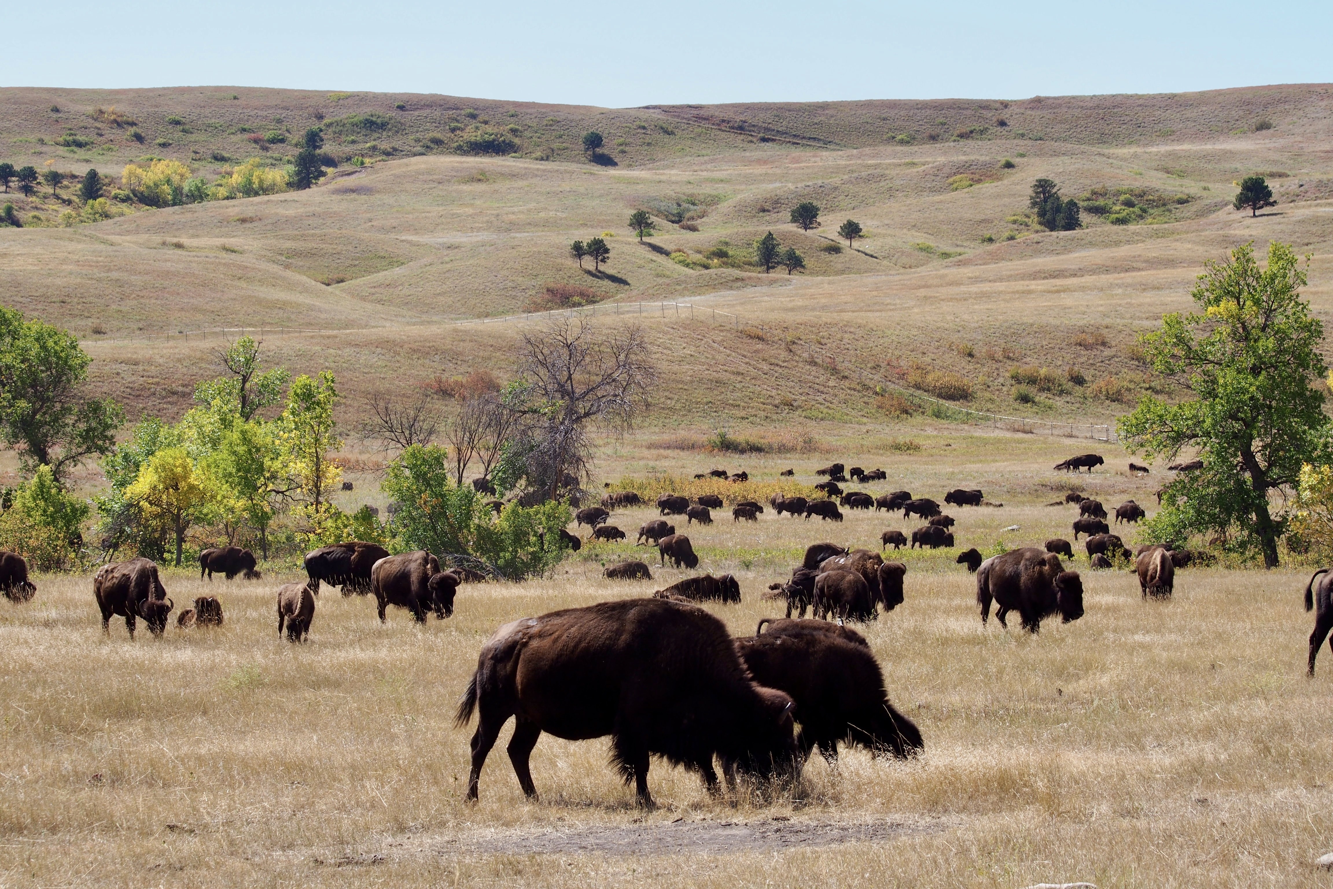 Elizabeth & John Bezzant buffalo