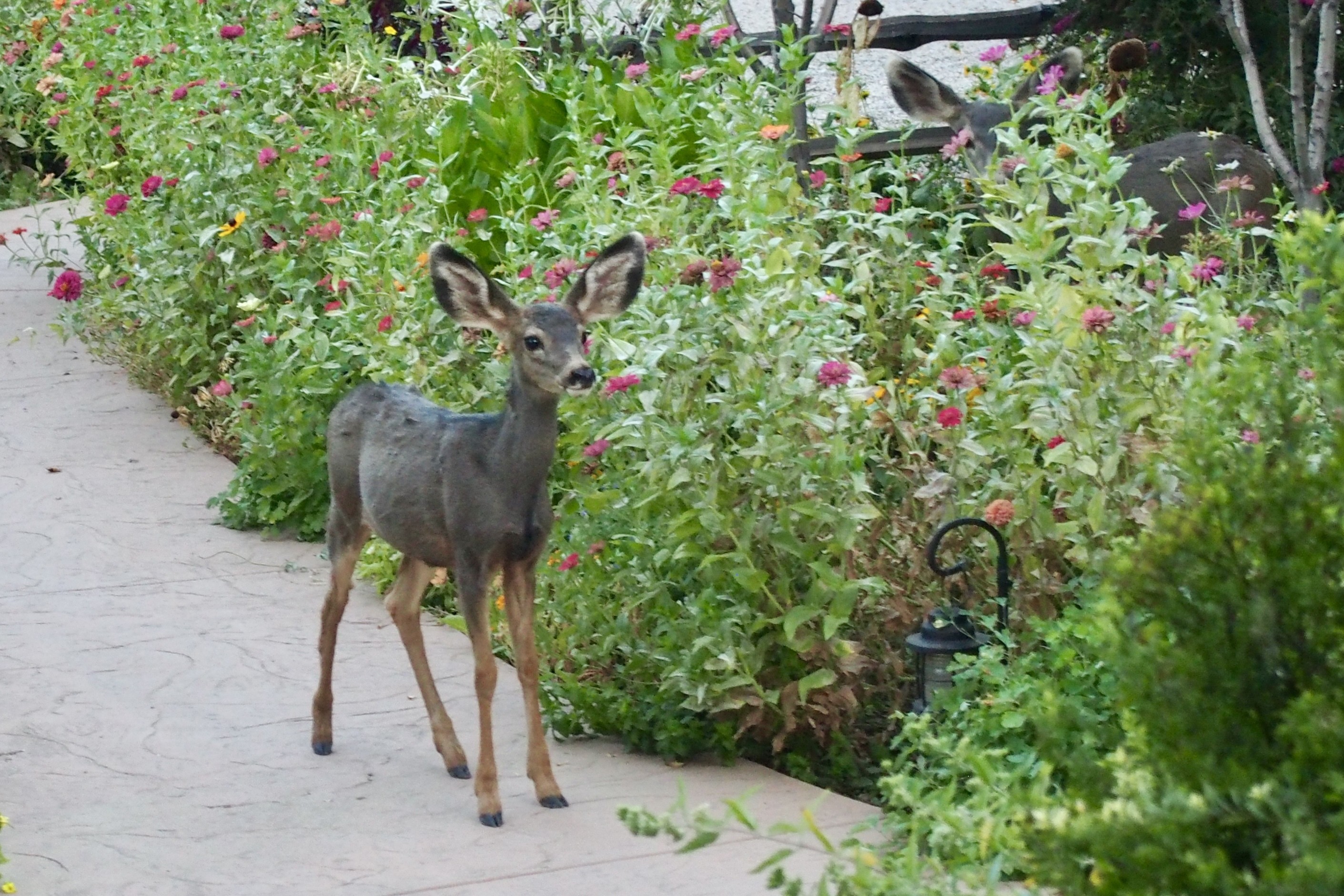 Elizabeth & John Bezzant deer