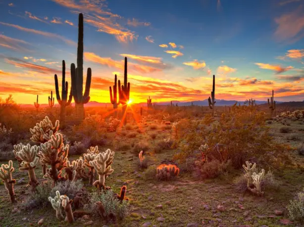 Die Sonne geht hinter einer Landschaft aus Kakteen in der Wüste von Phoenix, Arizona, unter