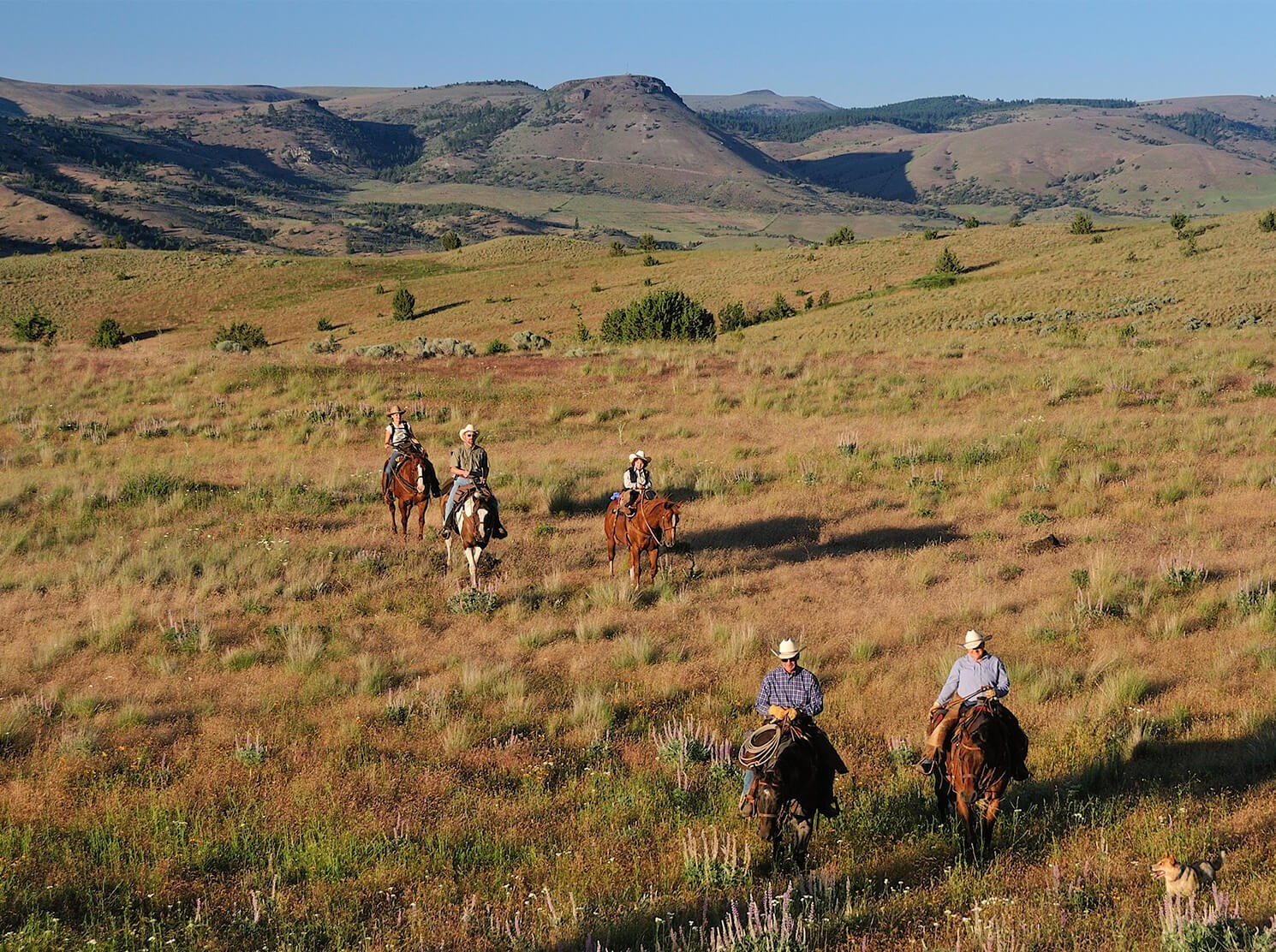 A group of cowboys ride horses through the open plains of Yellowstone, USA