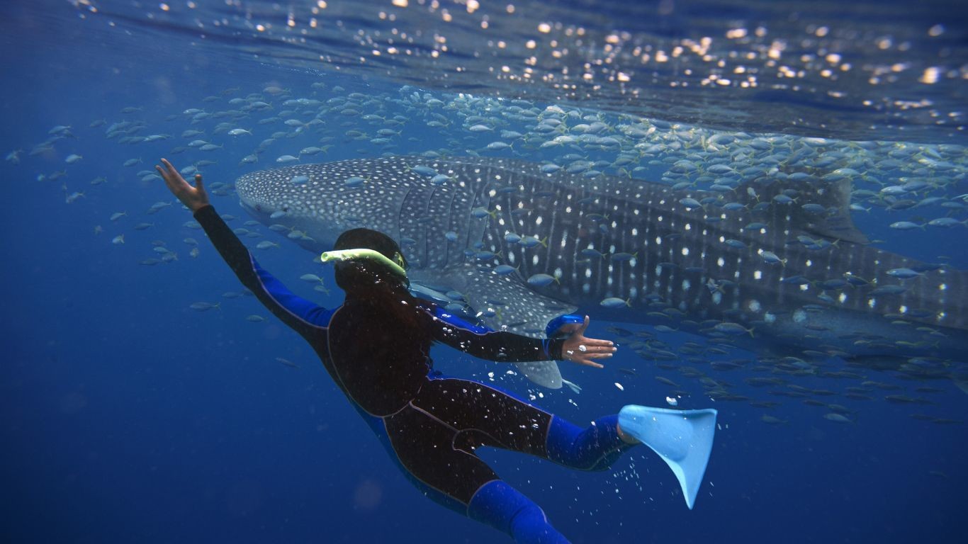Aus northwest exmouth diving with whale sharks