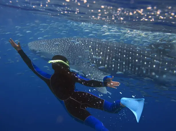 Aus northwest exmouth diving with whale sharks