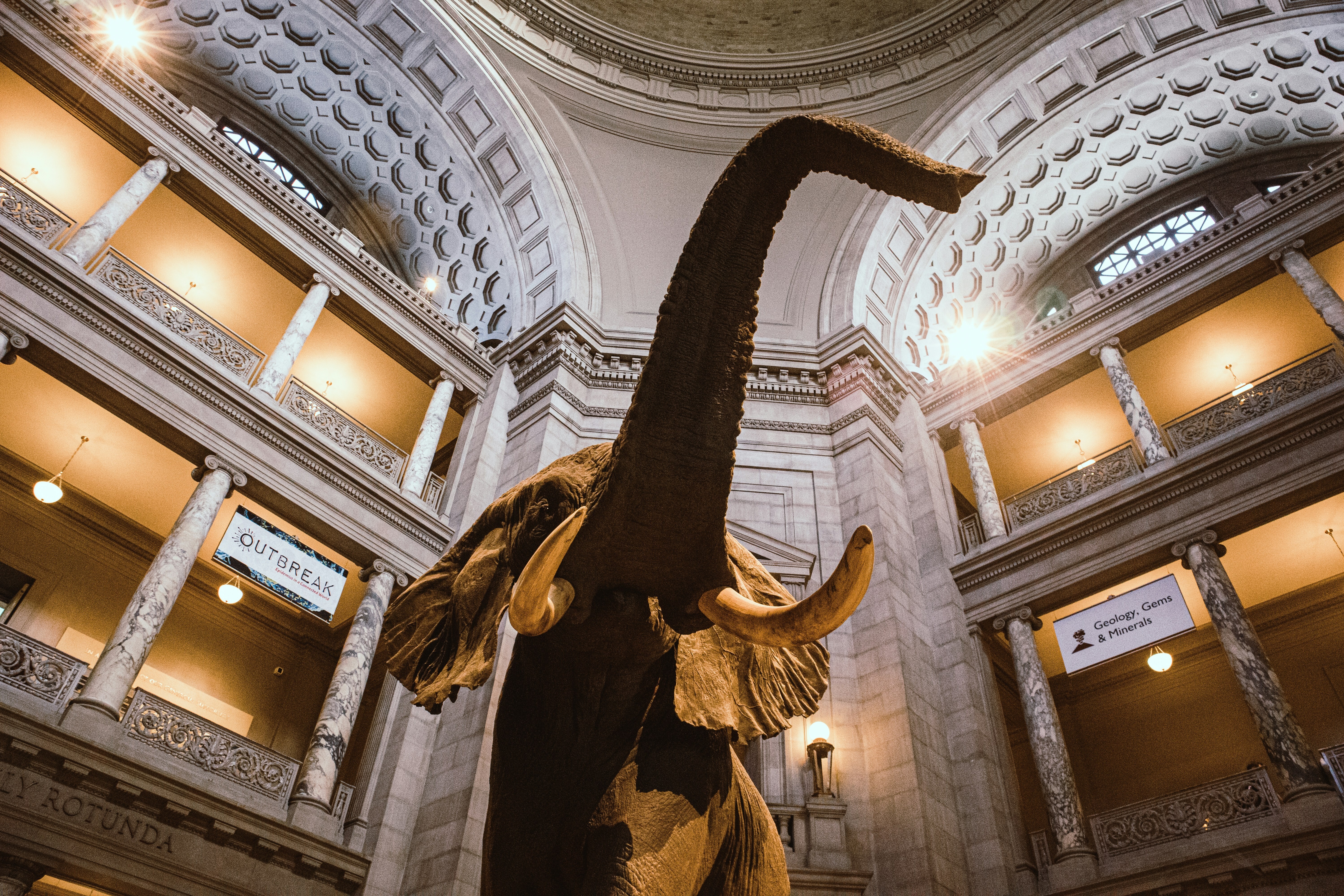 Smithsonian elephant