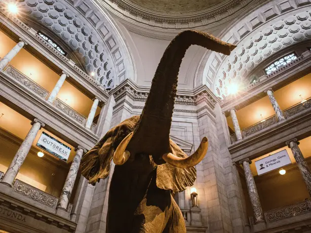 Smithsonian elephant