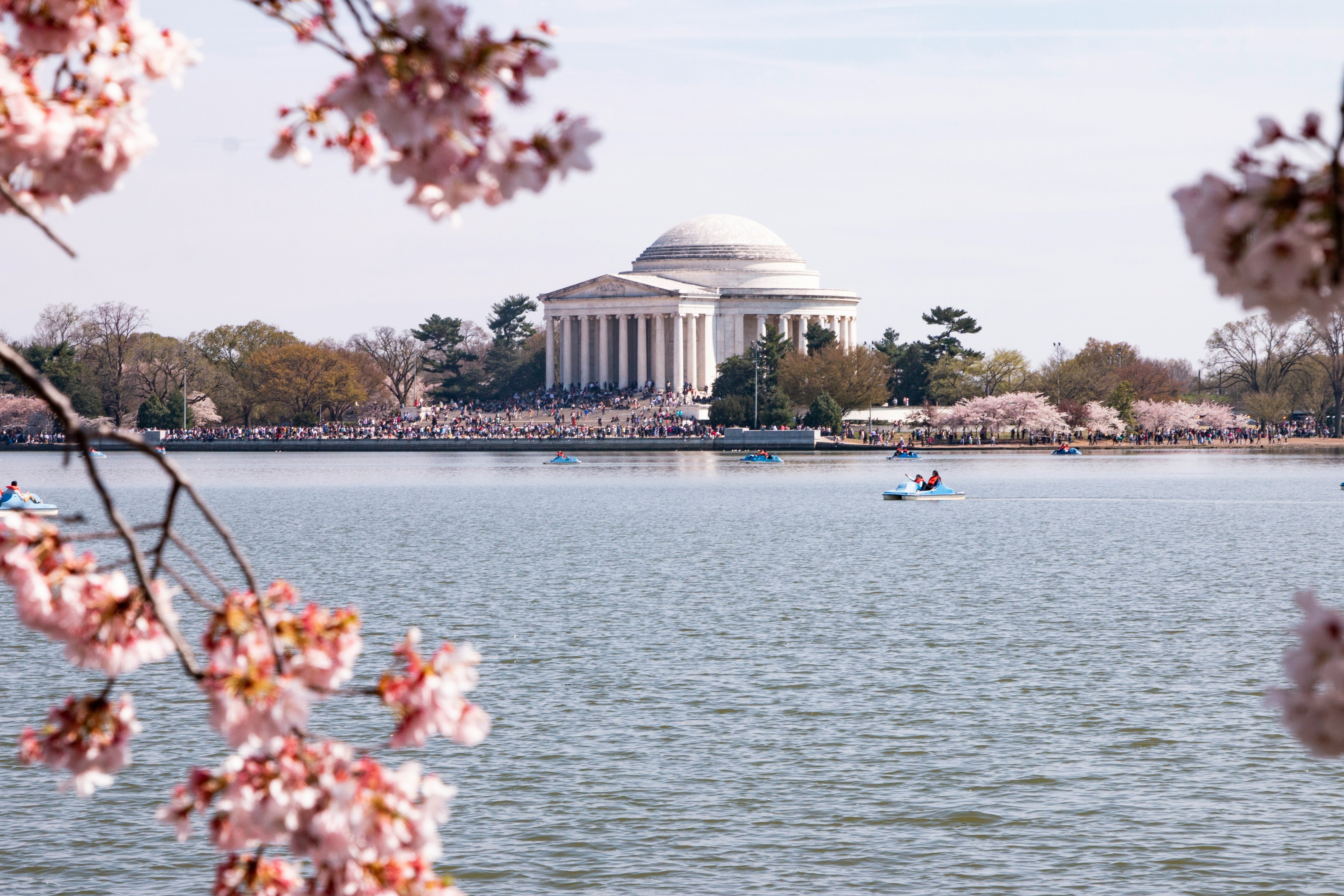 Thomas jefferson memorial cherry blossom