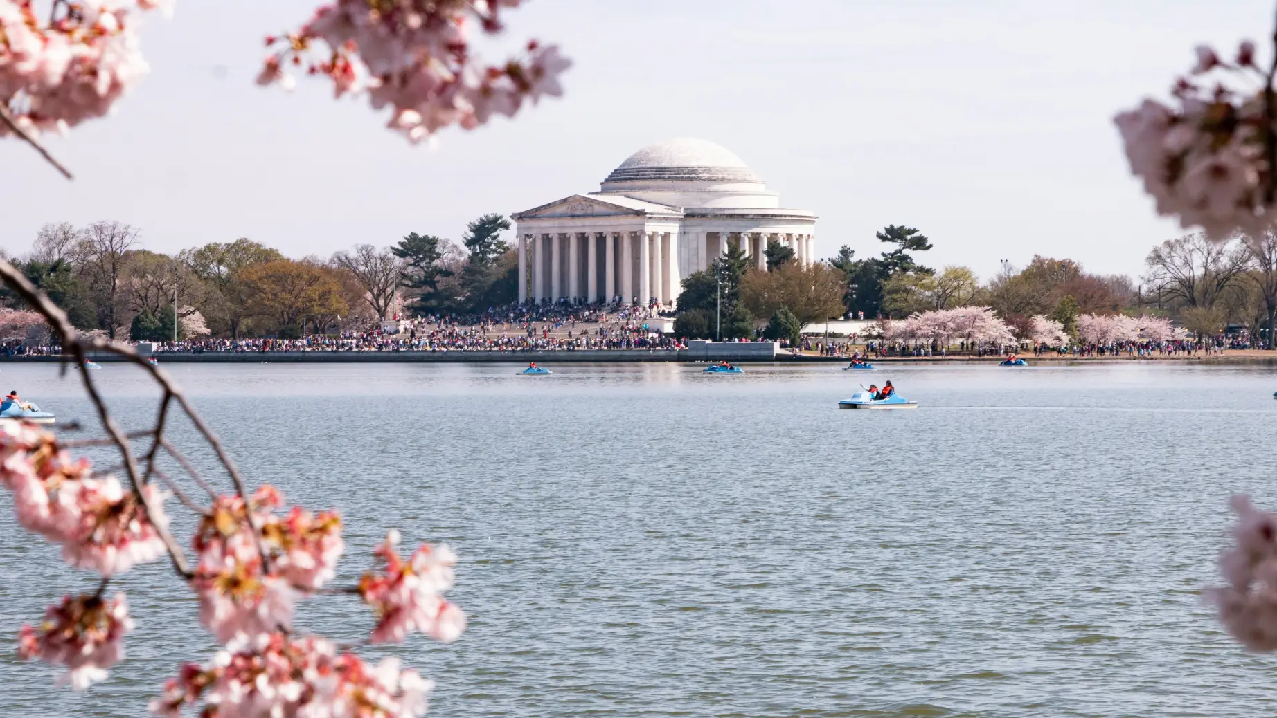 Thomas jefferson memorial cherry blossom