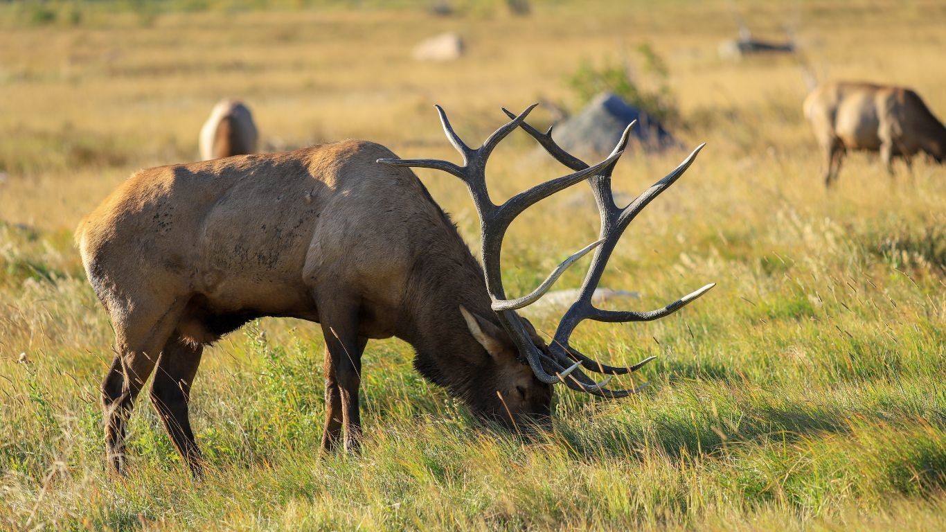 US mountain west Rocky Mountain National Park Elk