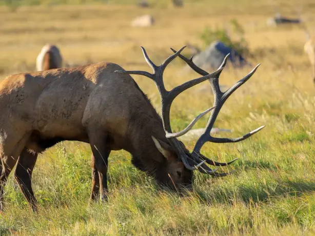 US mountain west Rocky Mountain National Park Elk