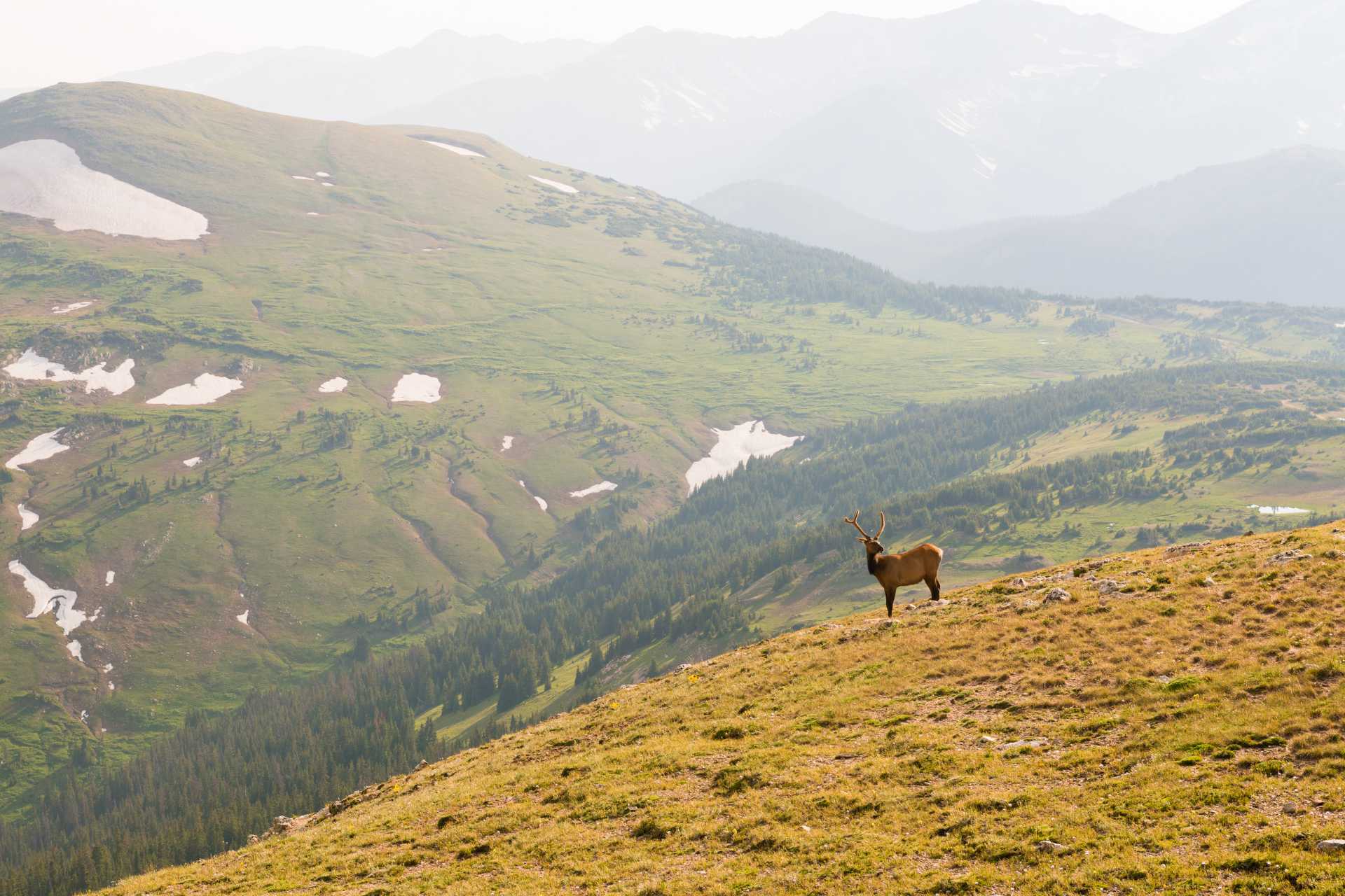 USA Colorado Rocky Mountain National Park buck