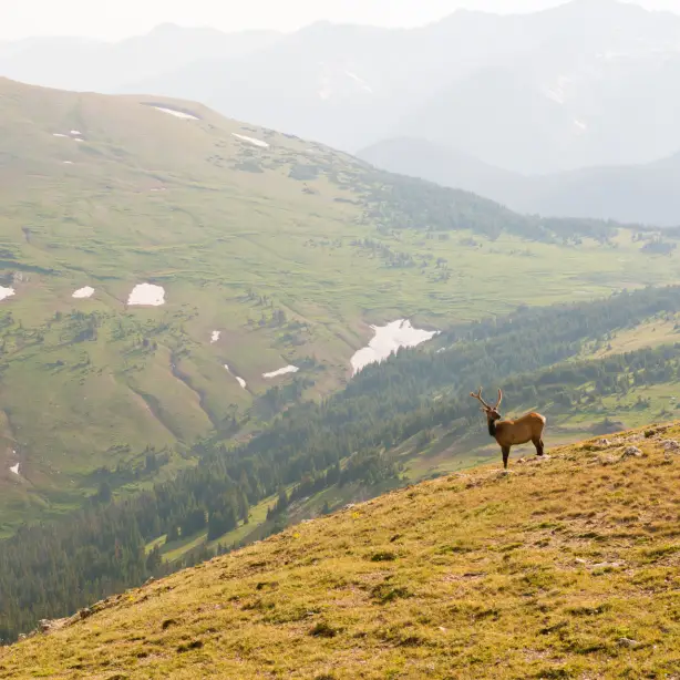 USA Colorado Rocky Mountain National Park buck